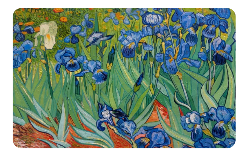 Irises