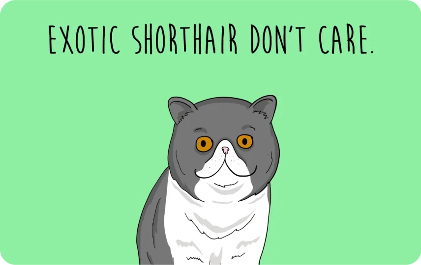 Exotic Shorthair don't care