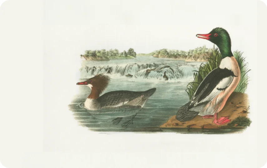 Ducks In A Pond