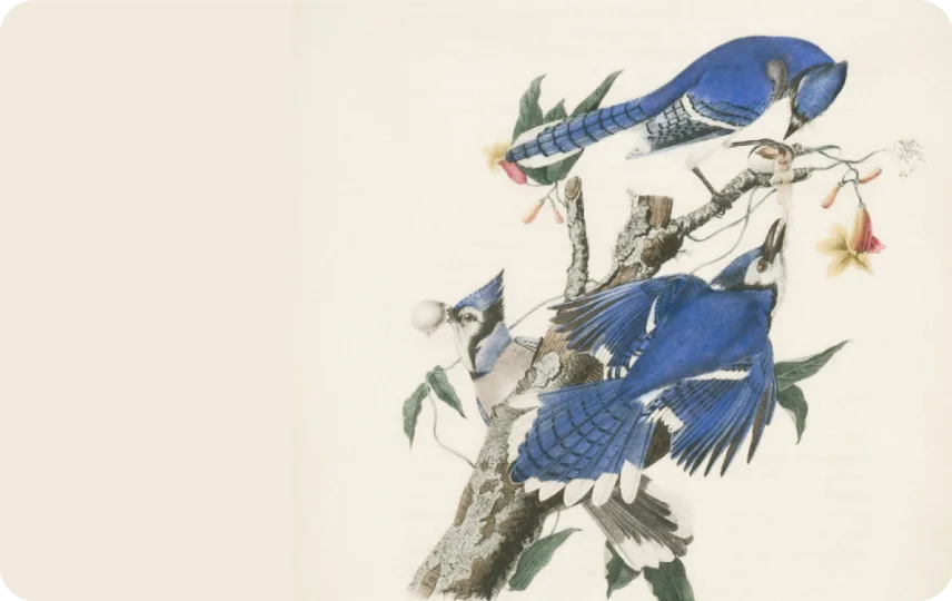Blue Jays
