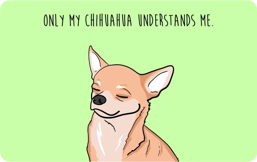 Only my Chihuahua understands me