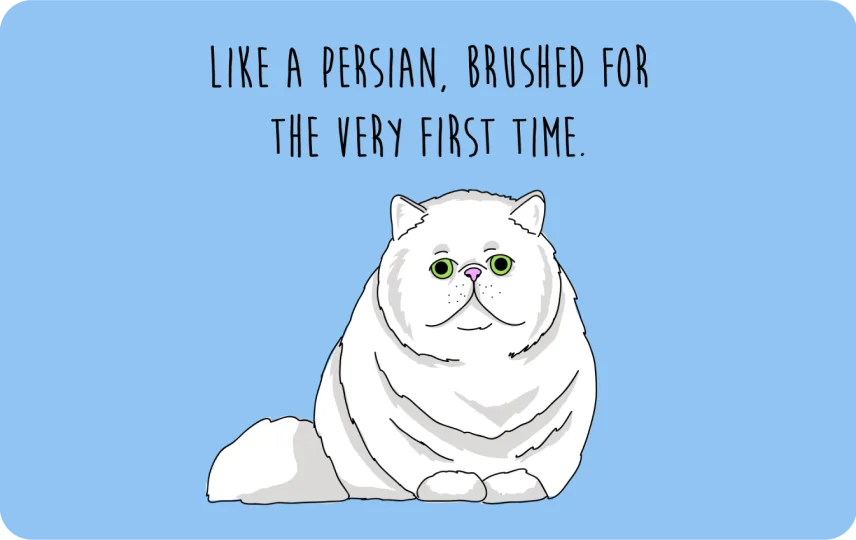 Like a Persian