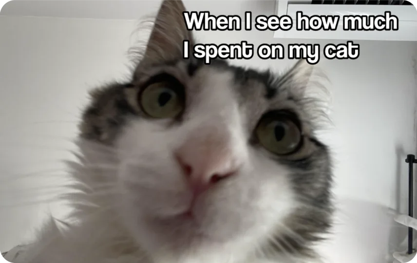 Spent On My Cat