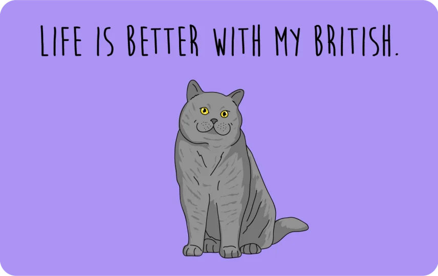 Life is better with my British