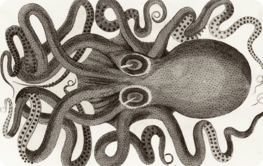 Octo