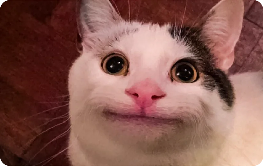 Beluga Cat
