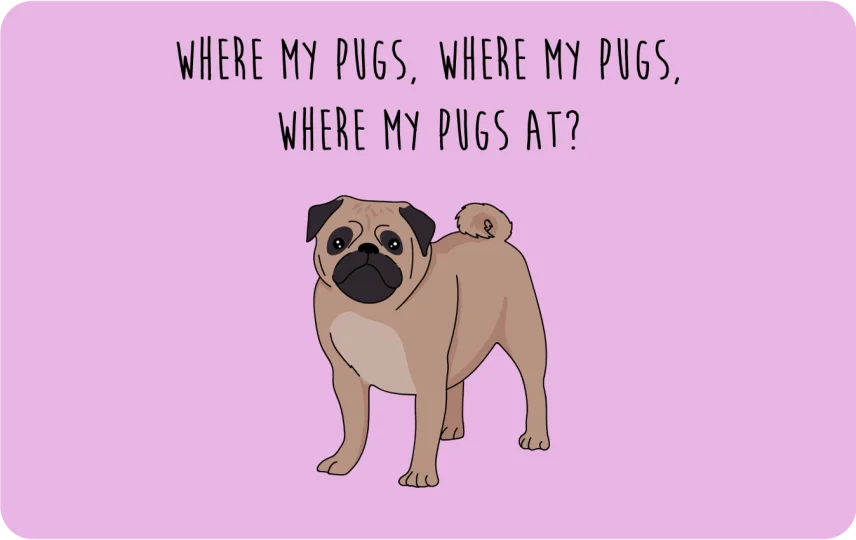 Where my Pugs at?