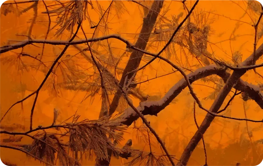 Orange Forest