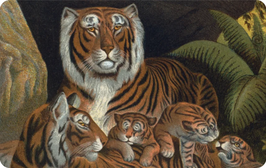 Tiger Family
