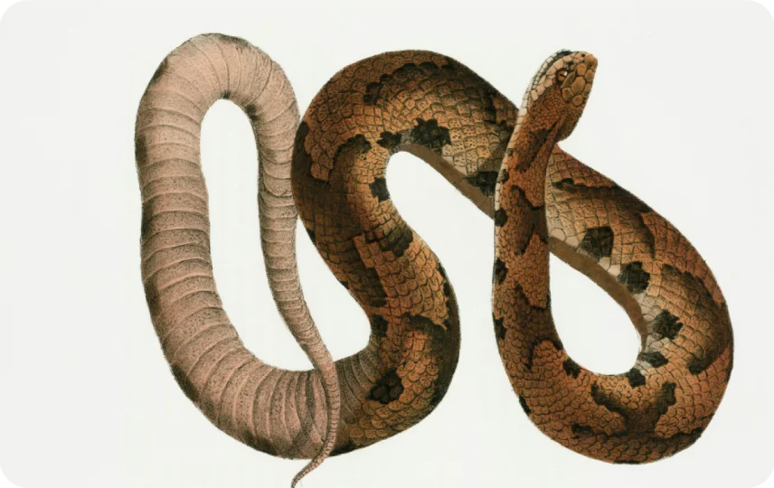 Hognose Snake