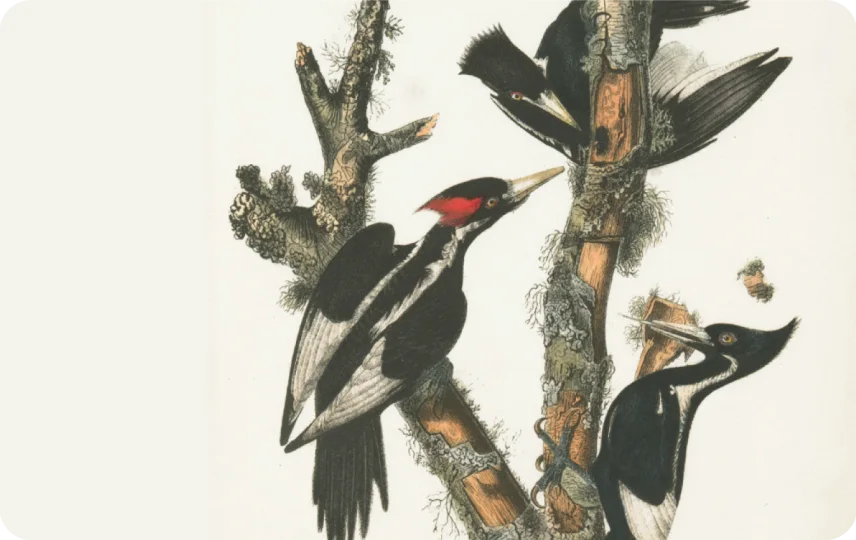 Wood Peckers