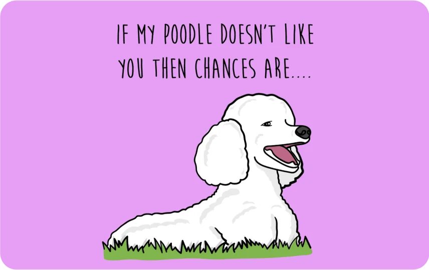 My Poodle don't like you