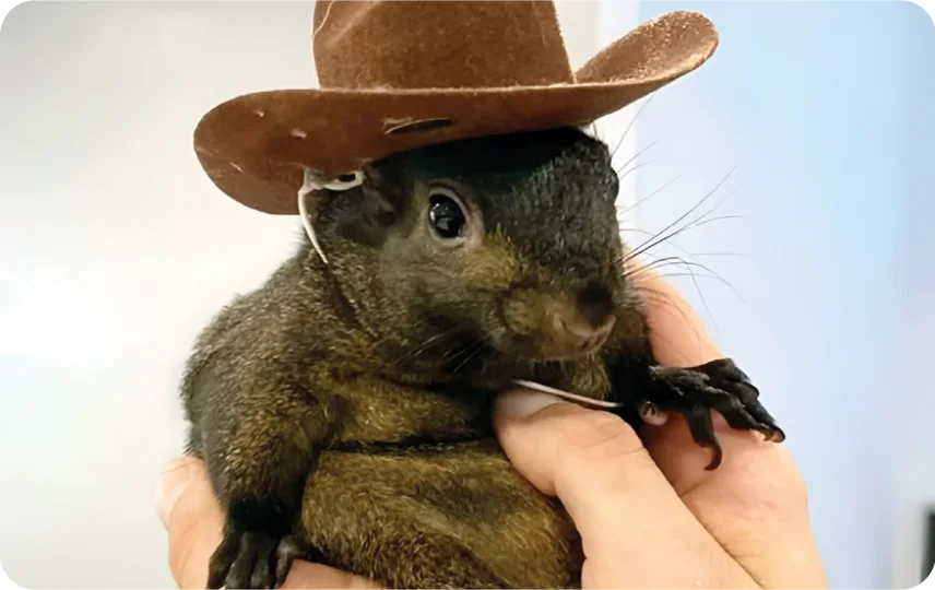 Orphaned Squirrel