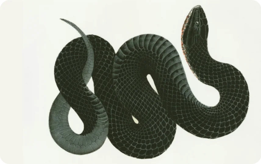Black Racer