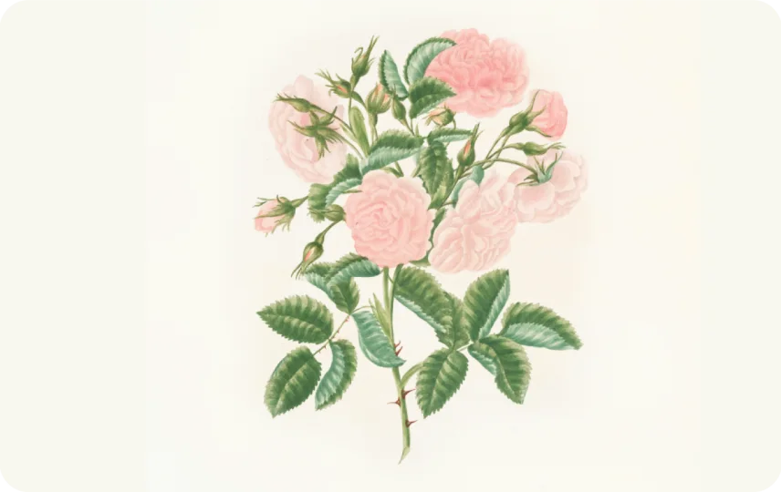 Petals in Pink