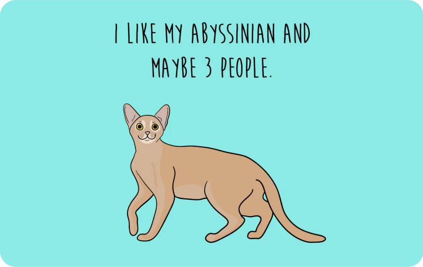 I like my Abyssinian and maybe 3 people