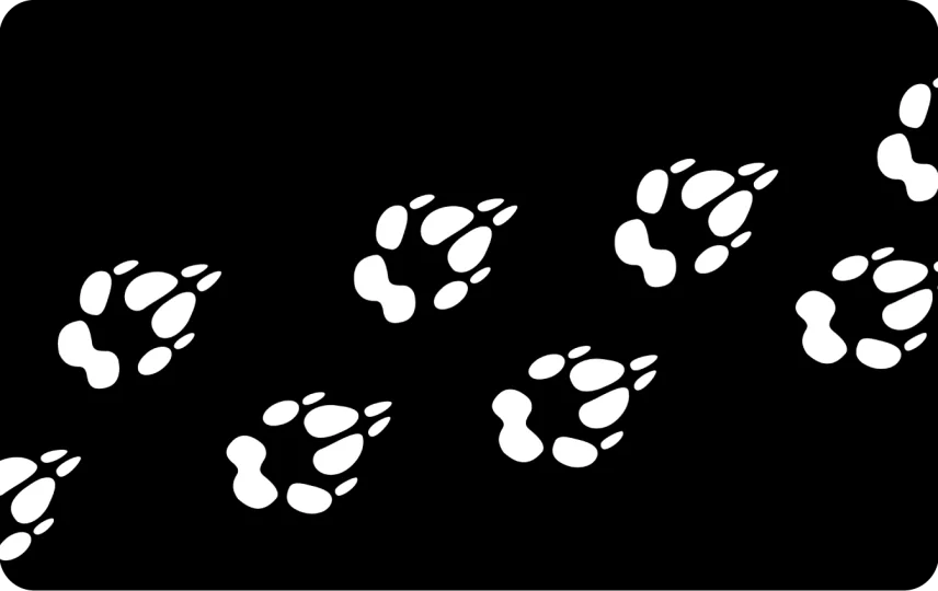 Dog Paws